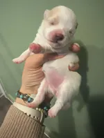 Tilly, a female Pomeranian for sale in Laredo, TX – Photo 5 of 10