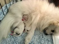 Tilly, a female Pomeranian for sale in Laredo, TX – Photo 10 of 10