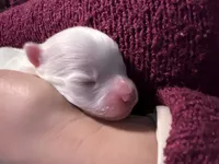 Cody, a male Pomeranian for sale in Laredo, TX – Photo 7 of 10