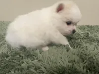 Cody, a male Pomeranian for sale in Laredo, TX – Photo 5 of 10