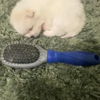 Cody, a male Pomeranian for sale in Laredo, TX – Photo 8 of 10