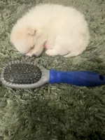 Cody, a male Pomeranian for sale in Laredo, TX – Photo 4 of 10