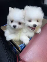 Cody, a male Pomeranian for sale in Laredo, TX – Photo 5 of 10