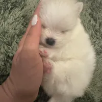 Cody, a male Pomeranian for sale in Laredo, TX – Photo 7 of 10