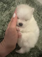 Cody, a male Pomeranian for sale in Laredo, TX – Photo 1 of 10