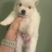 Cody, a male Pomeranian for sale in Laredo, TX – Photo 9 of 10