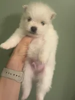 Cody, a male Pomeranian for sale in Laredo, TX – Photo 2 of 10