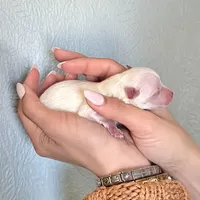 Cody, a male Pomeranian for sale in Laredo, TX – Photo 10 of 10