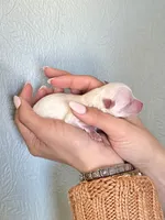 Cody, a male Pomeranian for sale in Laredo, TX – Photo 9 of 10