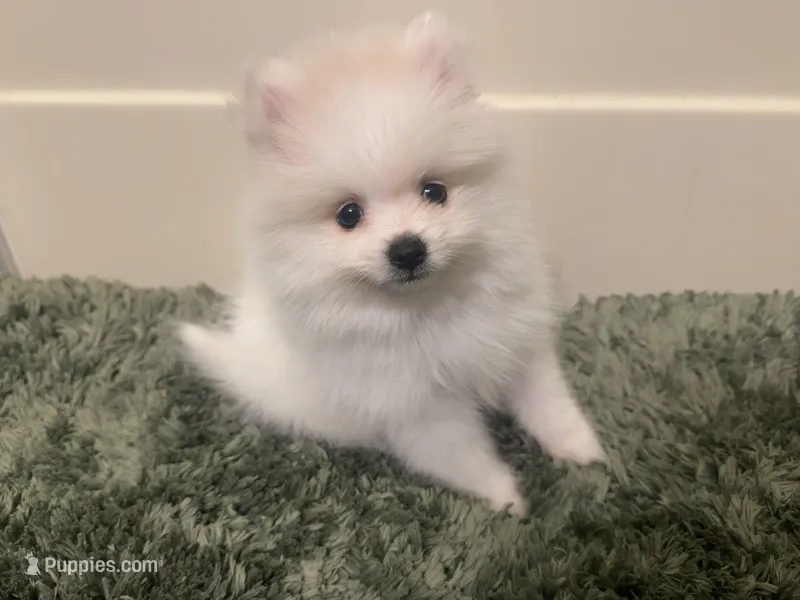 Cody – Pomeranian puppy for sale in Laredo, TX