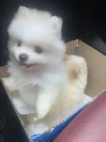 Cody, a male Pomeranian for sale in Laredo, TX – Photo 4 of 10