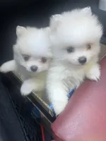 Cody, a male Pomeranian for sale in Laredo, TX – Photo 6 of 10