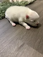 Cody, a male Pomeranian for sale in Laredo, TX – Photo 8 of 10