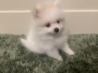 Cody, a male Pomeranian for sale in Laredo, TX – Photo 2 of 10