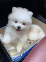 Cody, a male Pomeranian for sale in Laredo, TX – Photo 3 of 10