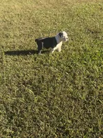 Rocky, a male Olde English Bulldogge for sale in Florence, AL – 3 of 5