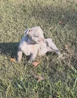 Pumpkin , a female Olde English Bulldogge for sale in Florence, AL – 5 of 7