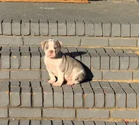 Max, a male Olde English Bulldogge for sale in Florence, AL – 6 of 9