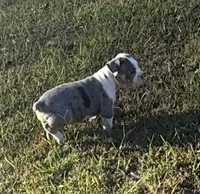Buddy, a male Olde English Bulldogge for sale in Florence, AL – 5 of 5