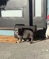 Dolly, a female Olde English Bulldogge for sale in Florence, AL – 8 of 8