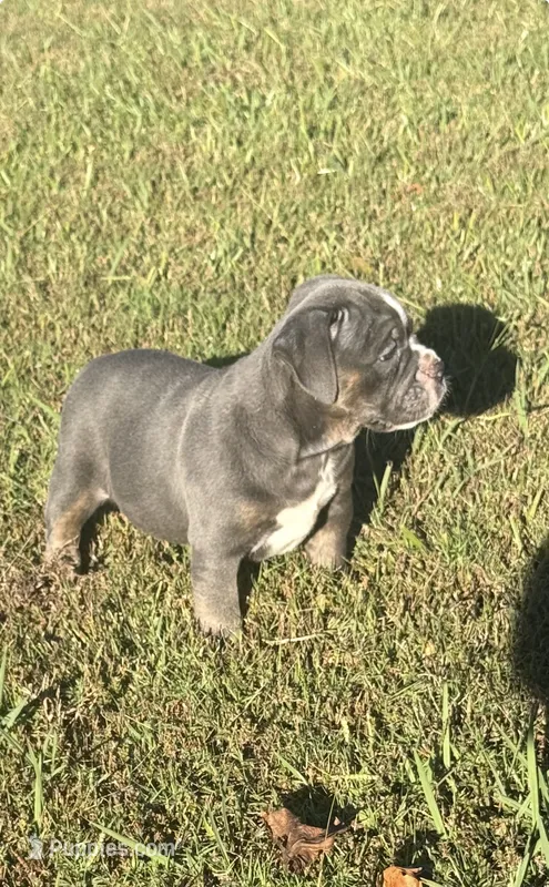 Dolly – Olde English Bulldogge puppy for sale in Florence, AL
