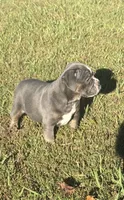Dolly, a female Olde English Bulldogge for sale in Florence, AL – 1 of 8