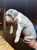 Max, a male Olde English Bulldogge for sale in Florence, AL – 2 of 9