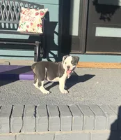 Rocky, a male Olde English Bulldogge for sale in Florence, AL – 2 of 5