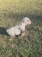 Pumpkin , a female Olde English Bulldogge for sale in Florence, AL – 2 of 7