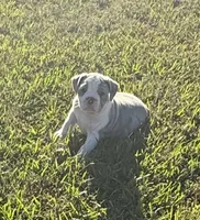 Max, a male Olde English Bulldogge for sale in Florence, AL – 8 of 9