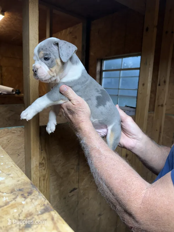 Buddy – Olde English Bulldogge puppy for sale in Florence, AL