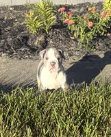 Buddy, a male Olde English Bulldogge for sale in Florence, AL – 4 of 5