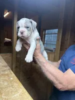 Max, a male Olde English Bulldogge for sale in Florence, AL – 1 of 9