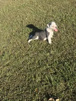Rocky, a male Olde English Bulldogge for sale in Florence, AL – 4 of 5