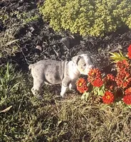 Buddy, a male Olde English Bulldogge for sale in Florence, AL – 3 of 5