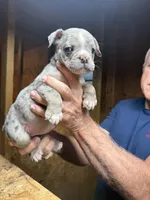 Pumpkin , a female Olde English Bulldogge for sale in Florence, AL – 1 of 7