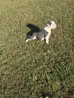 Rocky, a male Olde English Bulldogge for sale in Florence, AL – 5 of 5
