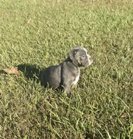 Dolly, a female Olde English Bulldogge for sale in Florence, AL – 6 of 8