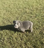 Dolly, a female Olde English Bulldogge for sale in Florence, AL – 5 of 8