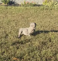 Pumpkin , a female Olde English Bulldogge for sale in Florence, AL – 3 of 7