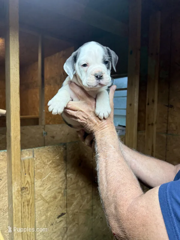 Rocky – Olde English Bulldogge puppy for sale in Florence, AL