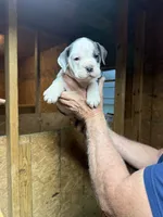 Rocky, a male Olde English Bulldogge for sale in Florence, AL – 1 of 5