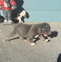 Dolly, a female Olde English Bulldogge for sale in Florence, AL – 7 of 8