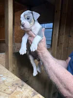 Buddy, a male Olde English Bulldogge for sale in Florence, AL – 2 of 5
