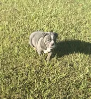 Dolly, a female Olde English Bulldogge for sale in Florence, AL – 4 of 8