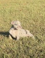 Pumpkin , a female Olde English Bulldogge for sale in Florence, AL – 7 of 7