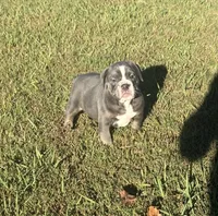 Dolly, a female Olde English Bulldogge for sale in Florence, AL – 3 of 8