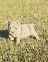 Pumpkin , a female Olde English Bulldogge for sale in Florence, AL – 6 of 7