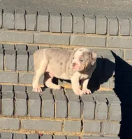 Max, a male Olde English Bulldogge for sale in Florence, AL – 9 of 9