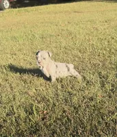Pumpkin , a female Olde English Bulldogge for sale in Florence, AL – 4 of 7